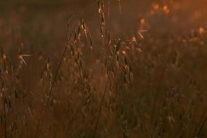 Landschaften Lettlands im Sommer foto