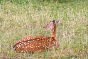 Europäisches Damwild foto