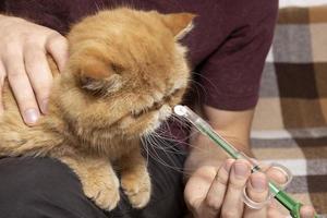 Ein Mann zu Hause gibt einer kranken Katze einer exotischen Kurzhaarrasse eine Pille. eine spezielle Spritze zur Verabreichung von Medikamenten an Tiere.