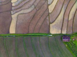 schöne morgendliche ansicht von indonesien. Panoramablick auf Reisfelder mit schönen Farben und natürlichem Himmelslicht foto
