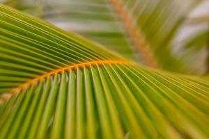 Palmenblatthintergrund. banane mit palmblatt auf unscharfem tropischem hintergrund. flach liegen. kopierraum und minimalistische exotische natur nahaufnahme. tropische sommerpflanze, natürliches muster foto