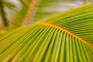 Palmenblatthintergrund. banane mit palmblatt auf unscharfem tropischem hintergrund. flach liegen. kopierraum und minimalistische exotische natur nahaufnahme. tropische sommerpflanze, natürliches muster foto