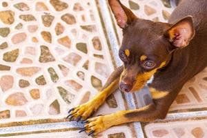 russisches toy terrier hundeporträt während müdes und schläfriges mexiko. foto