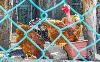 Hahn und Hennen Hühner hinter Zaun in Puerto Escondido Mexiko. foto