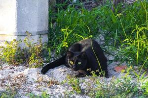 schwarze puma cougar katze lauert in grasbüschen holbox mexiko. foto