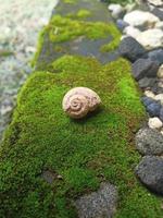 einzigartige Natursteinstruktur foto