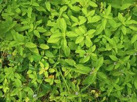 grüne Blätter mit natürlicher Textur foto