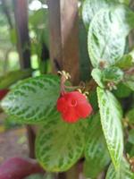 rote Blume mit natürlichem Text auf defokussiertem Hintergrund foto