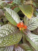 rote Blume mit natürlichem Text auf defokussiertem Hintergrund foto