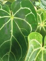 Blätter mit natürlicher abstrakter Textur foto