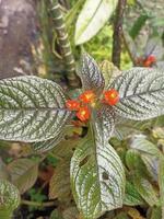 rote Blume mit natürlichem Text auf defokussiertem Hintergrund foto