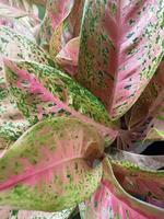 Blätter mit natürlicher abstrakter Textur foto
