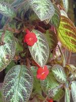 rote Blume mit natürlichem Text auf defokussiertem Hintergrund foto