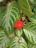 rote Blume mit natürlichem Text auf defokussiertem Hintergrund foto