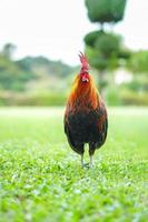 asiatischer hahn bantam hahn küken rot, orange, schwarz und braun darauf auf dem weiten grasfeld im freien. foto