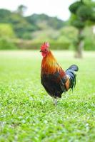 asiatischer hahn bantam hahn küken rot, orange, schwarz und braun darauf auf dem weiten grasfeld im freien. foto