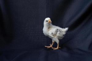 Baby Hamburger Huhn steht auf dunkelblauem Hintergrund. foto