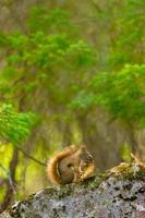 Amerikanisches rotes Eichhörnchen - Tamiasciurus hudsonicus - Essen eines Tannenzapfens. foto