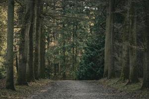 herbstliche Waldlandschaft mit einem Fußweg, der in die Szene führt foto