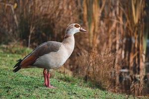 Porträt der schönen lustigen Nilgans, die in der Nähe des Sees steht foto