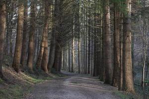 Straße im Herbstwald foto