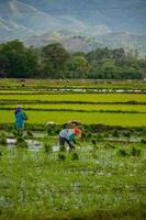 Bäuerinnen pflanzen Reis, Provinz Aceh, Indonesien foto