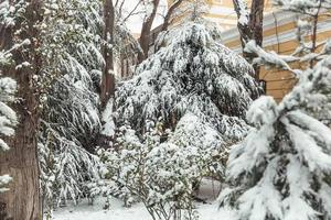 Bäume im Schnee, Winterlandschaften foto