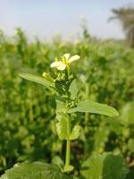 Senfblumenbilder kostenlos herunterladen foto