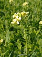 Senfblumenbilder kostenlos herunterladen foto