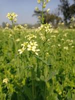 Senfblumenbilder kostenlos herunterladen foto