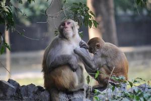 Nahaufnahme von Affen, die im Zoo Läuse pflücken foto