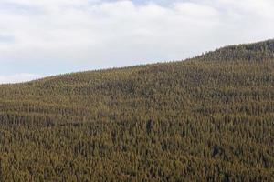 Kanadischer Wald, Alberta foto