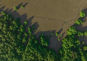 grüner Mangrovenwald mit Morgensonne. Mangroven-Ökosystem. natürliche Kohlenstoffsenken. mangroven entziehen der atmosphäre co2. blaue Kohlenstoffökosysteme. Mangroven absorbieren Kohlendioxidemissionen. foto