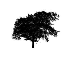 isolierte Baumsilhouette für Pinsel auf weißem Hintergrund foto