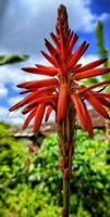 7/8-Schuss von Aloe Vera-Pflanzenblume, die im Garten blüht. sieht schön aus für die Heimdekoration foto