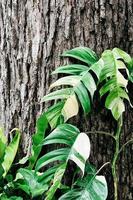 grüner naturhintergrund. Dunkelgrünes Laub, frische Pflanze, natürliche grüne Blätter Banner foto