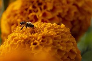 kenikir oder tagetes erecta diese pflanze hat ein starkes aroma, aber schöne blumen cempasuchil foto