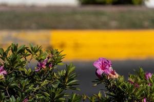 Frühlingsblüher und lebendige Natur foto