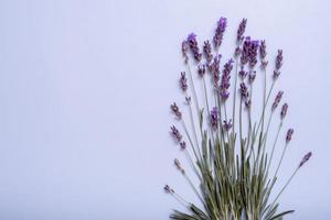Lavendelblüten auf Draufsicht des farbigen Hintergrundes. Platz kopieren foto