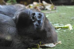 majestätischer Gorilla aus nächster Nähe foto