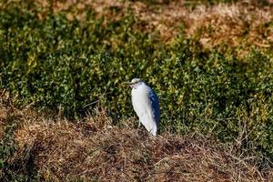 Möwe Nahaufnahme foto