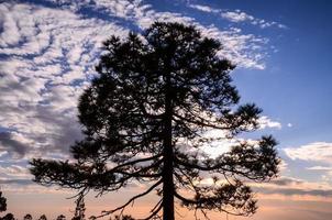 Baum über dem Sonnenuntergang foto