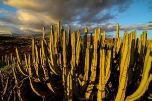 natürliche kaktusansicht