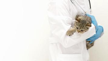 schönes kleines schottisches gerades kätzchen mit tierarzt. Veterinär Klinik. Banner mit Kopierbereich foto