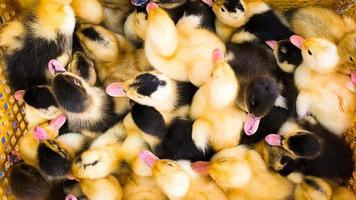 Ansicht von oben niedliche gelb schwarz gepunktete Babyenten in Box Nahaufnahme zum Verkauf auf dem iranischen Straßenmarkt foto