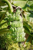 Bananenfrucht auf Bananenbaum im Sommer, rohe Banane - grüne Bananenfrucht im Garten foto