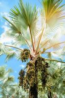 Palmenfrucht auf Baum im Garten am hellen Tag und Hintergrund des blauen Himmels foto