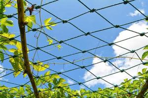 Pflanzenrebe von Gac-Frucht in Farm mit Netz auf Himmelshintergrund foto