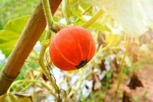 orangefarbener Kürbispflanzenbaum, der auf Weinreben auf einem Bio-Gemüsegarten-Landwirtschaftsbauernhof wächst foto
