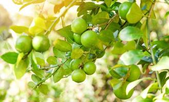 zitrone, limettengrüne limetten auf einem baum, frische limettenzitrusfrüchte im gartenbauernhof landwirtschaftlich mit naturgrünem unschärfehintergrund im sommer foto